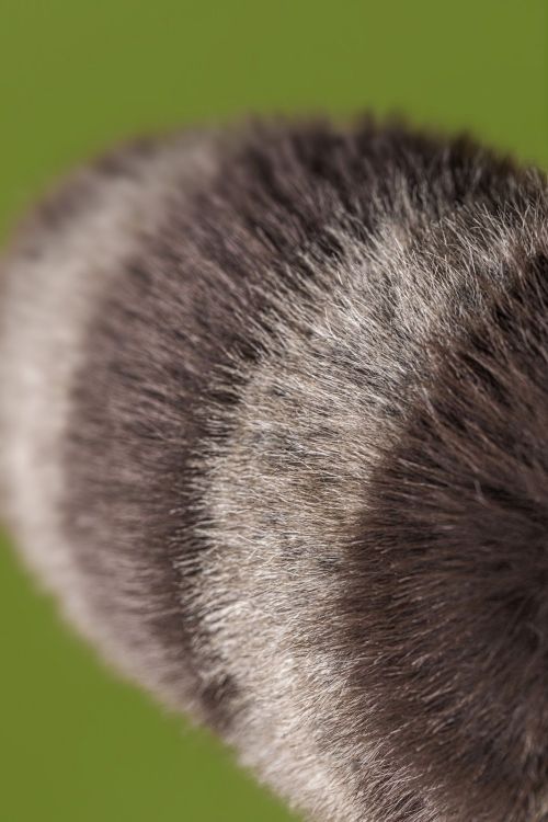  (Jellycat - Trixiwoo Raccoon - RA3CN) - La Gamba Rossa Kortrijk